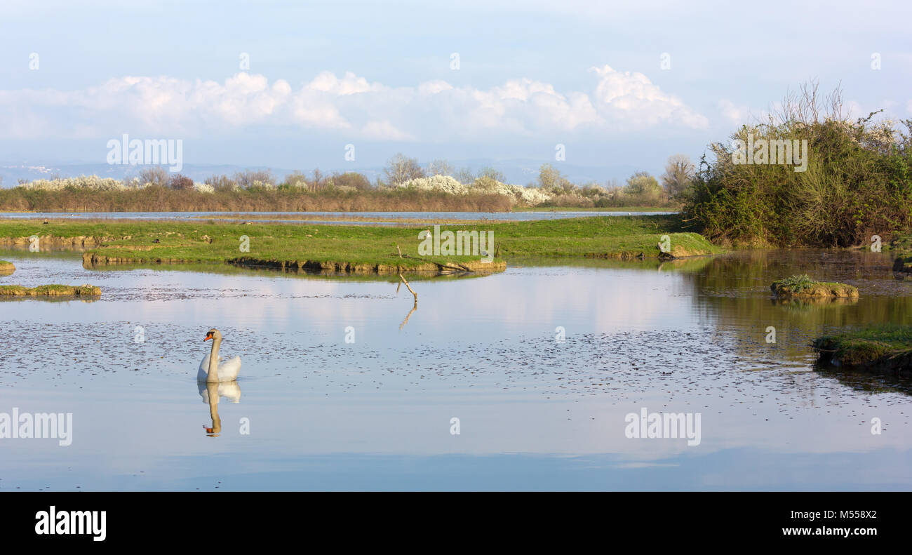 Wilden Schwan in seinem natürlichen Lebensraum im frühen Frühjahr Stockfoto