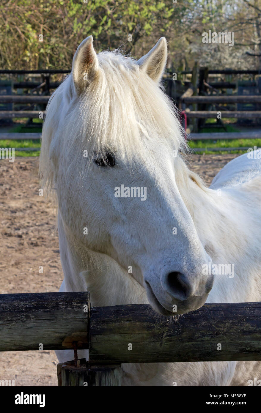 Close-up auf einem Camargue weißes Pferd im Corral Stockfoto