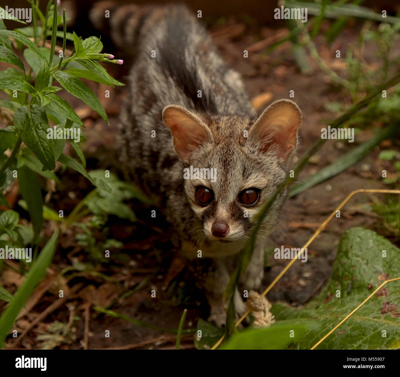 Baby gents Fotos und Bildmaterial in hoher Auflösung Alamy