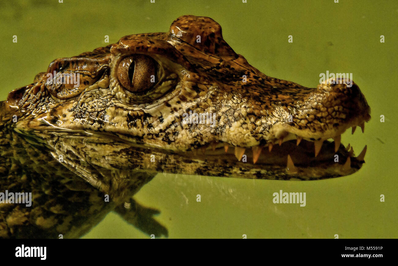 Caiman Krokodil Stockfoto