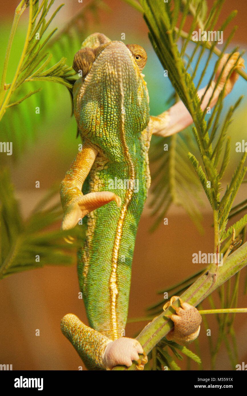 Chamäleon Stockfoto