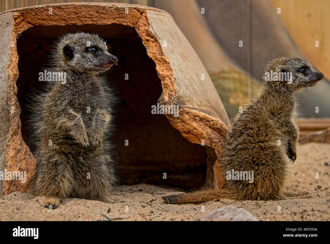 Baby-Erdmännchen Stockfoto