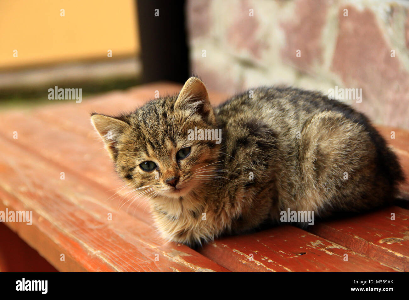 Grau wunderschöne Kitten sitzt auf einer Bank Stockfoto