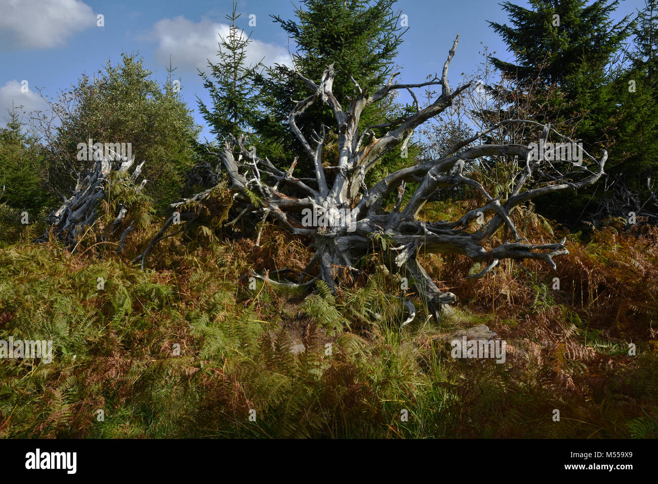 Wurzelstock; Lehrpfad; Schwarzwald; Deutschland; Stockfoto