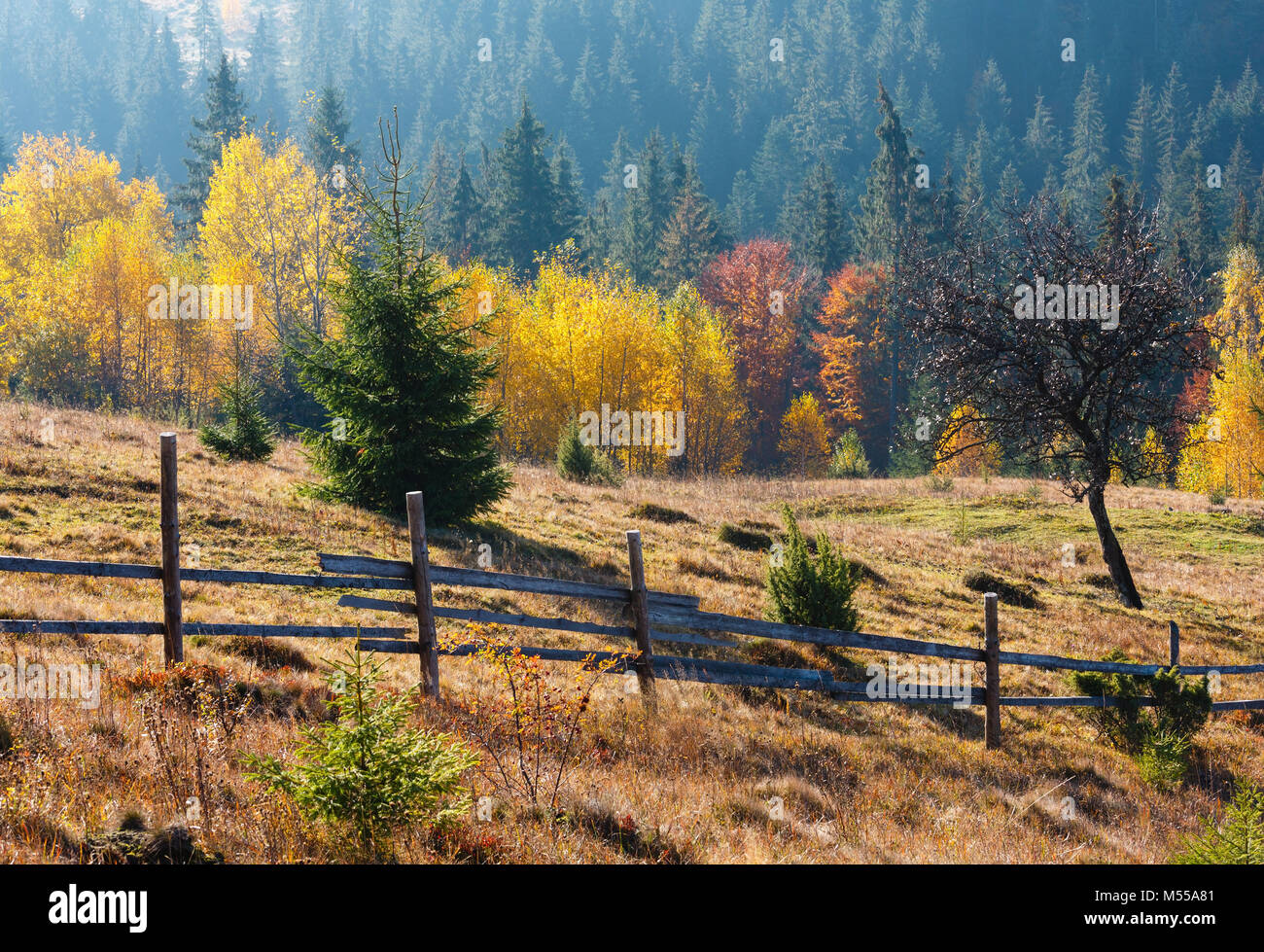 Morgen herbst Karpaten Landschaft. Stockfoto