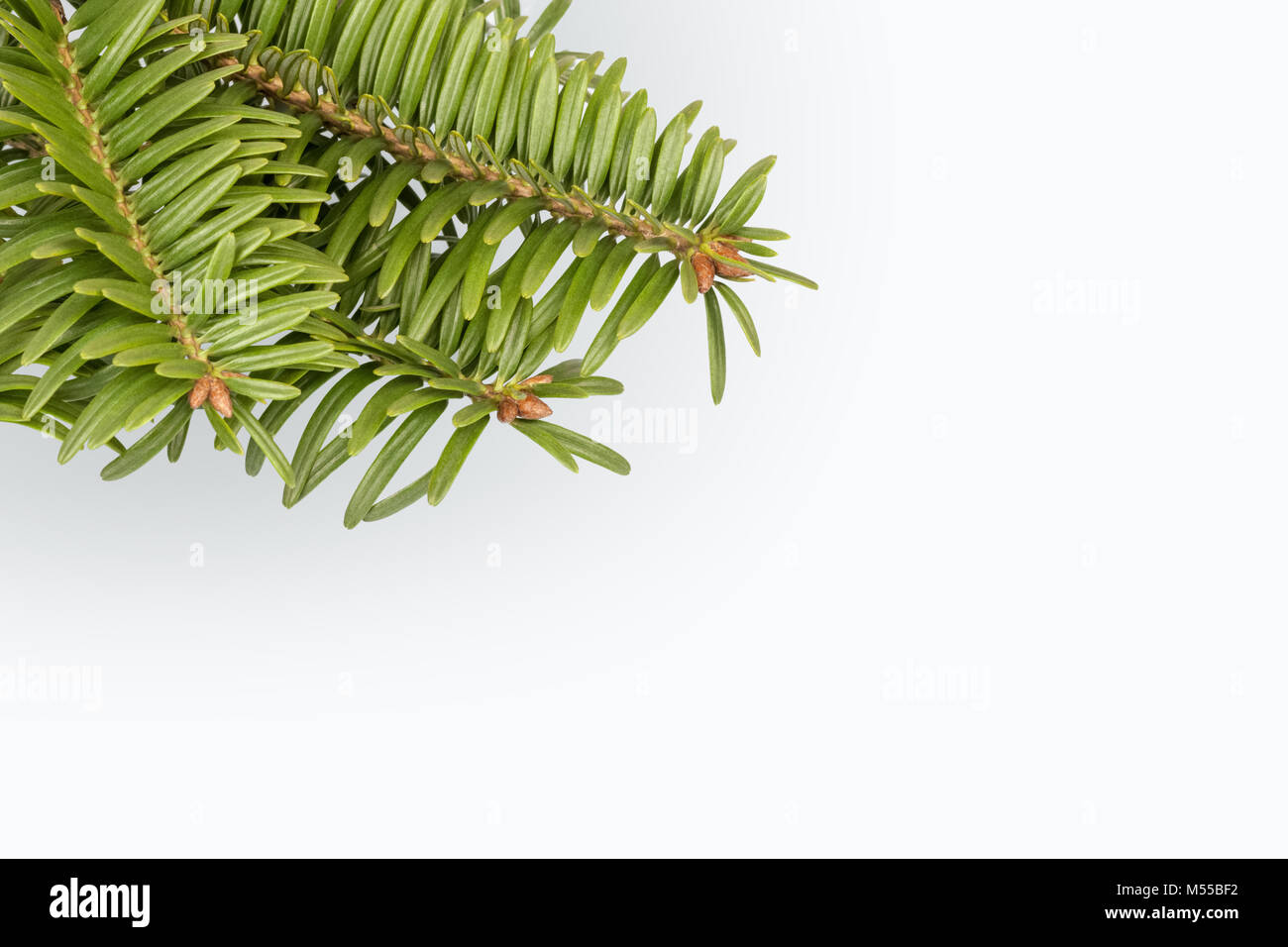 Green Pine Tree Branch auf Weiß Stockfoto