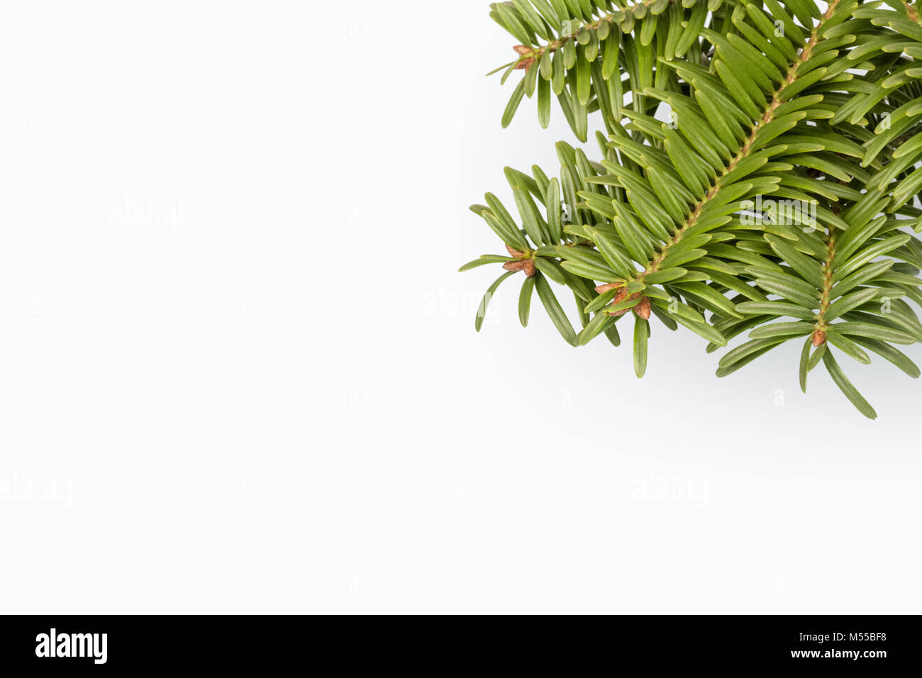 Green Pine Tree Branch auf Weiß Stockfoto