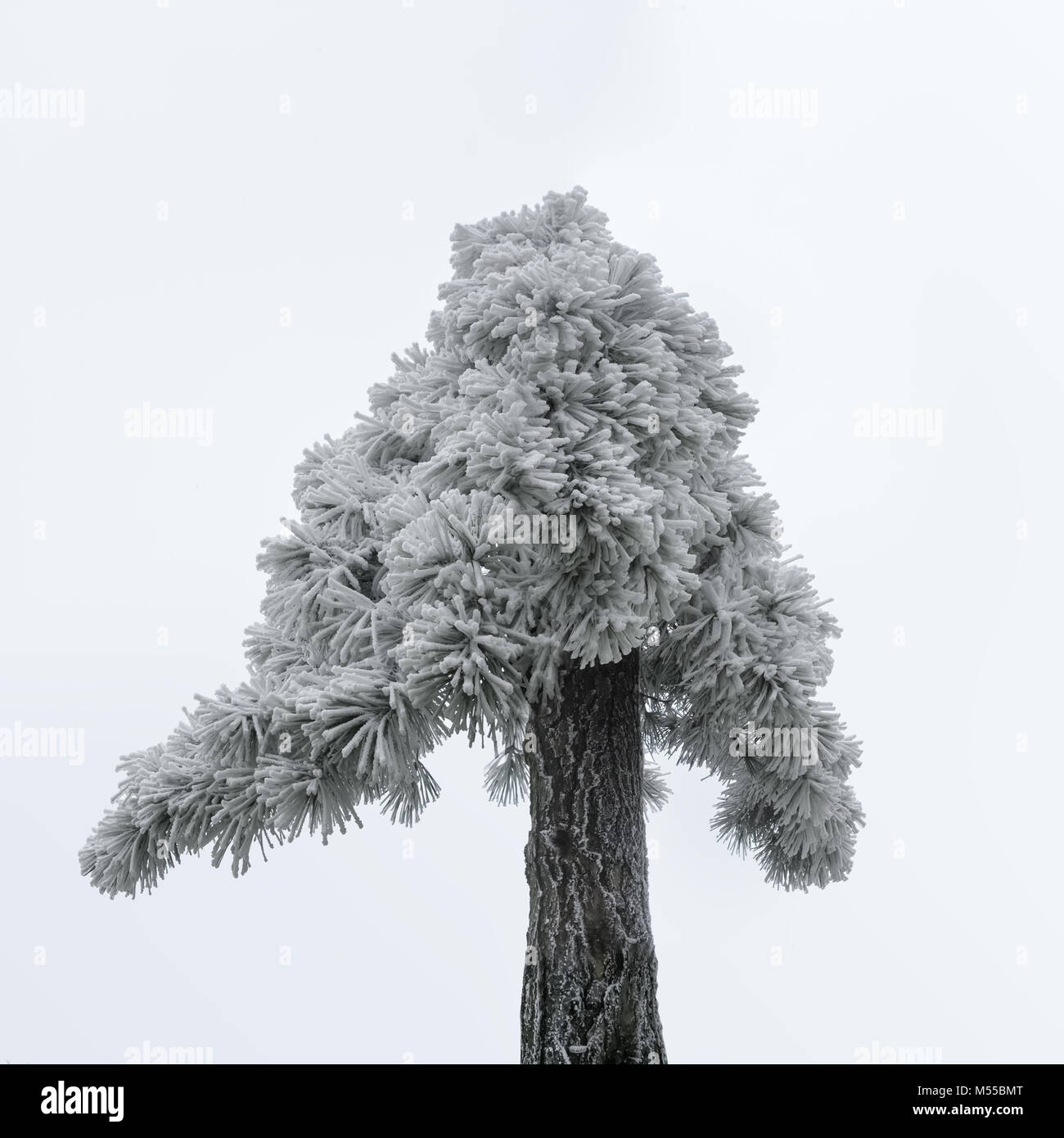 Old Pine Tree in Winter Stockfoto