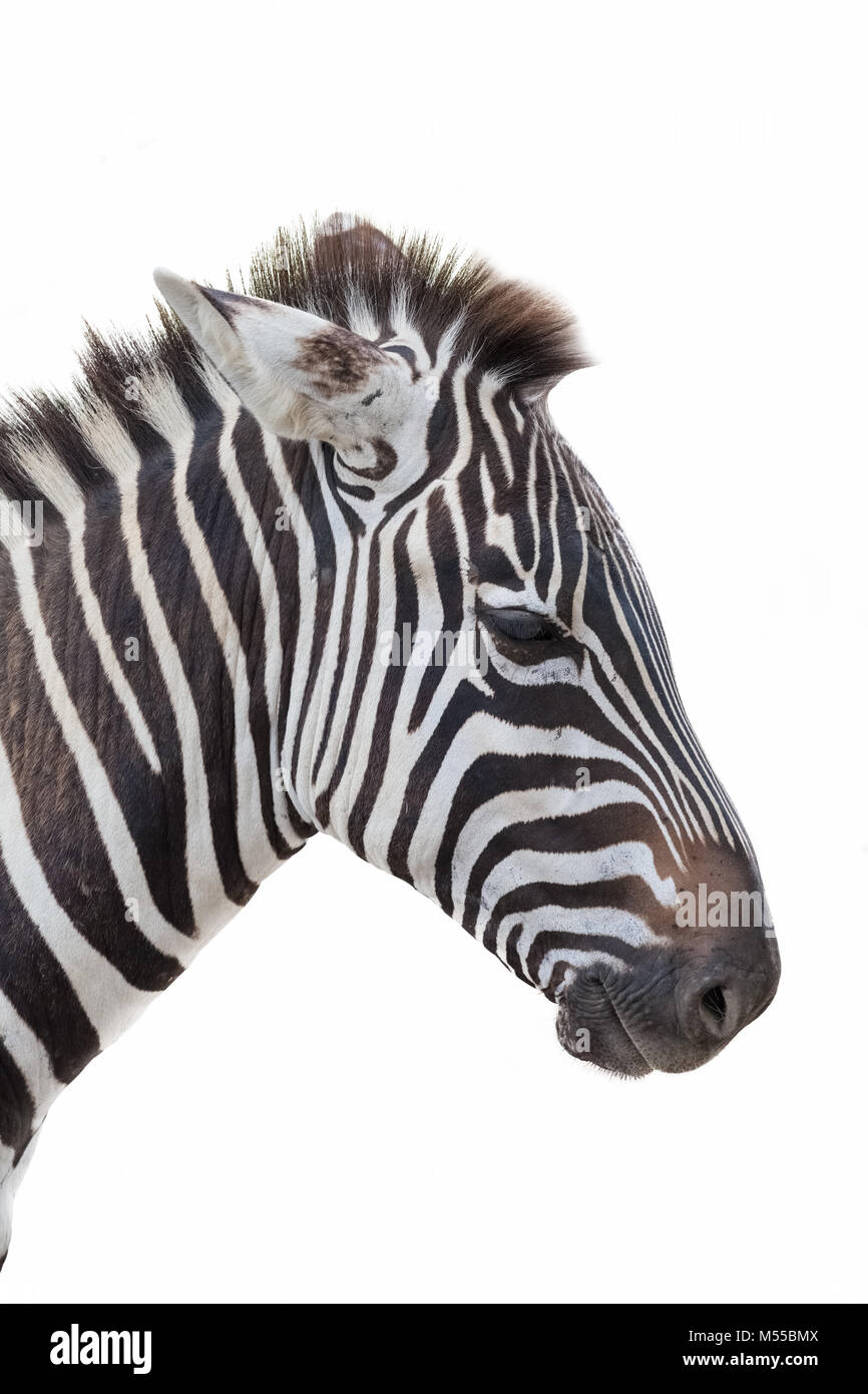 Zebra Closeup Portrait Stockfoto