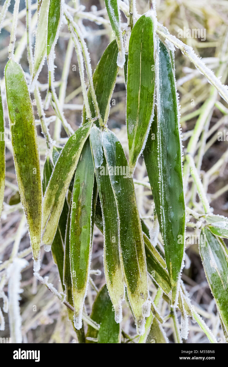 Eis Frost auf Bambus Blätter Stockfoto