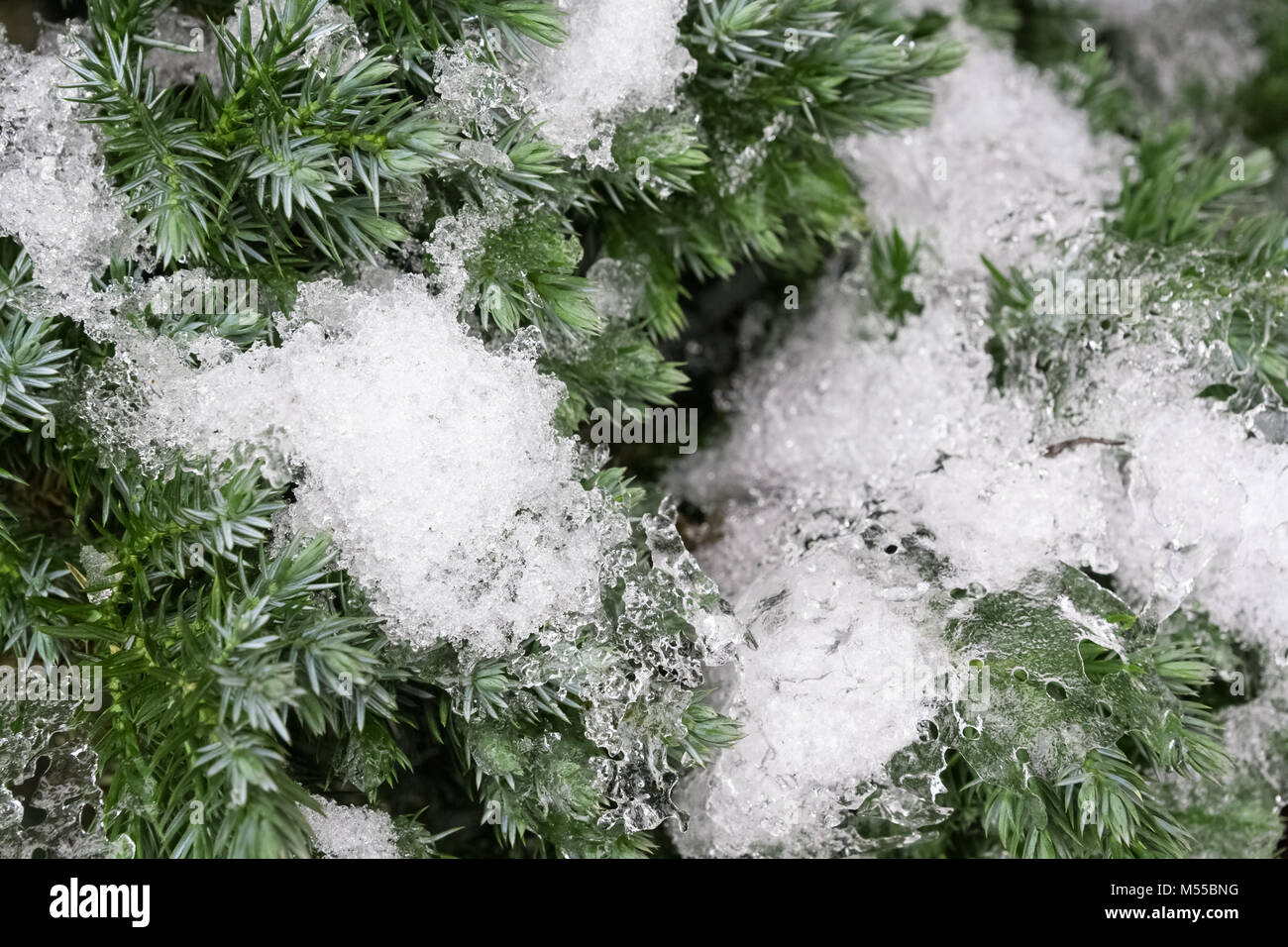 Schnee auf Kiefernnadeln Stockfoto