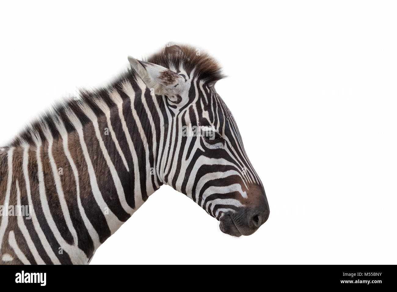 Zebra, isoliert auf weiss Stockfoto