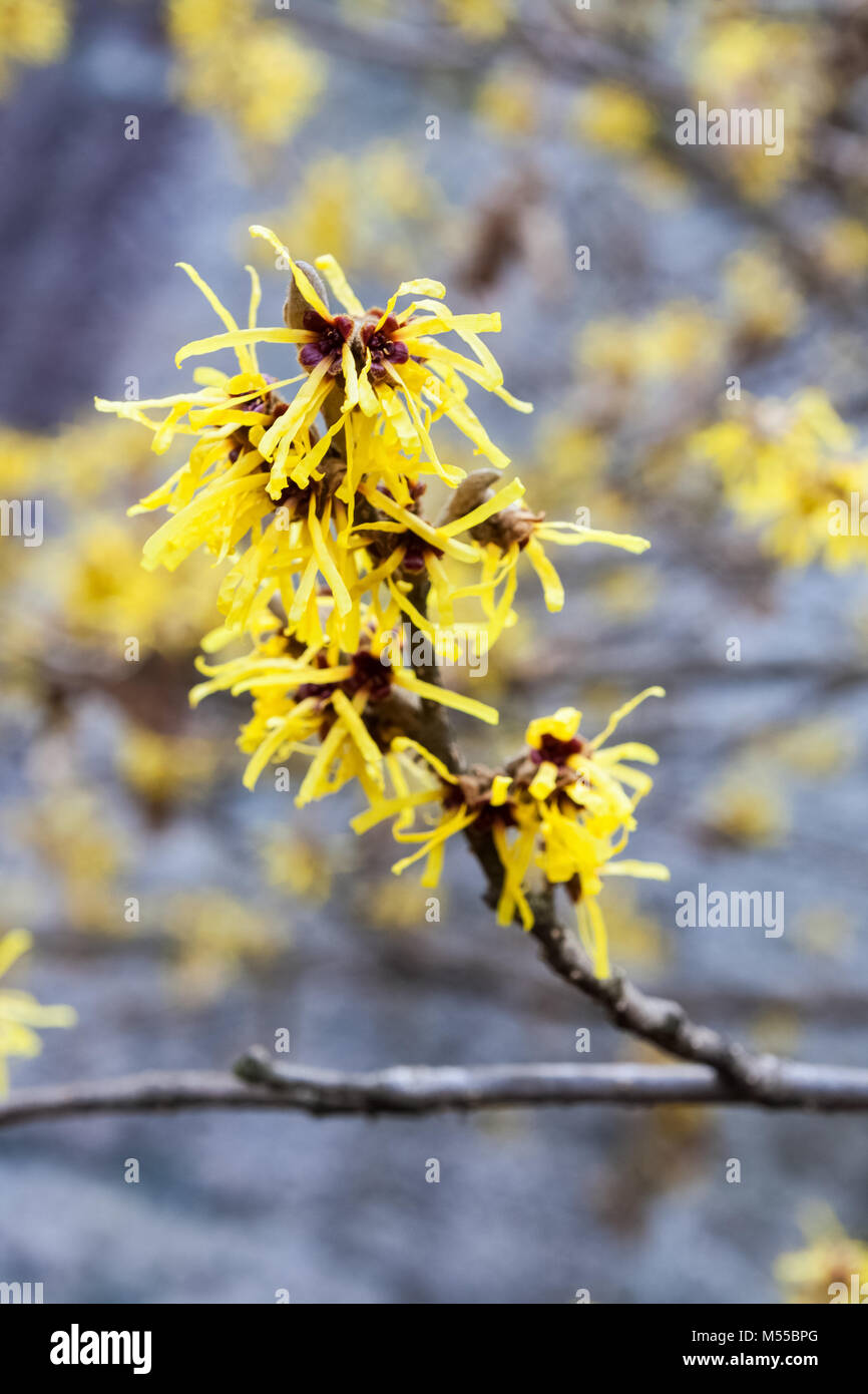 Hamamelis mollis Oliver Stockfoto