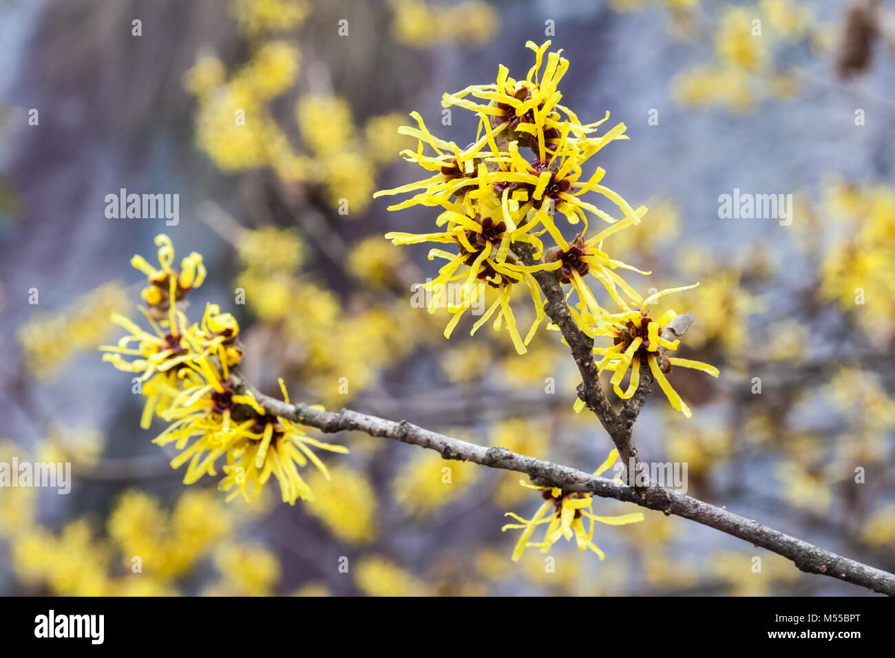 Hamamelis mollis Oliver Stockfoto