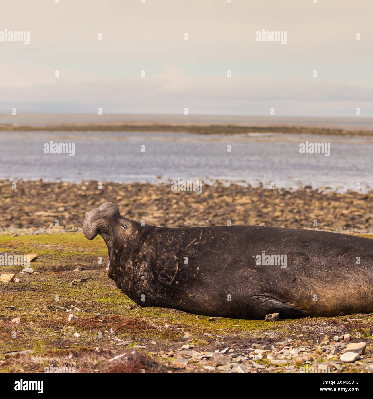 Männchen (Bullen) Elefant Seall (Mirounga leonina leonina) an Land, in der Nähe und Brüllen. Auf den Falklandinseln Stockfoto