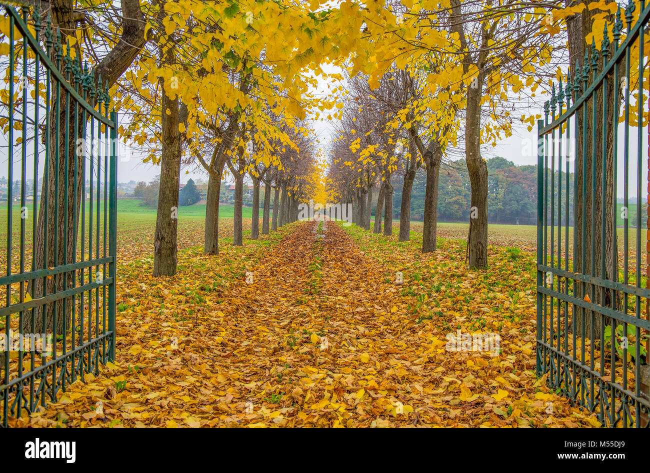 Bäume im Herbst in privaten Straße mit offenen Tor mit Laub in Italien gesäumt, Europa/Bäume/Gate/Straße/Leer/Herbst Stockfoto