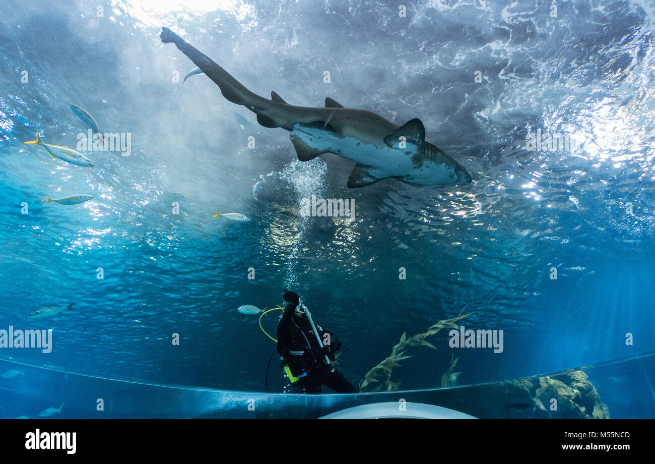 Las Palmas, Gran Canaria, Kanarische Inseln, Spanien. 20. Februar, 2018. Ein Taucher, der reinigt das Aquarium Glas als Besucher unter und ein Hai schwimmt über ihn laufen. Poema del Mar, eine neue mehrere Millionen Pfund Aquarium. Tank der 'Deep Sea" hält 5,5 Millionen Liter Wasser und hat die größte gewölbte Fenster in die Welt: 36 Meter lang und 7,3 Meter hoch. Credit: ALAN DAWSON/Alamy leben Nachrichten Stockfoto