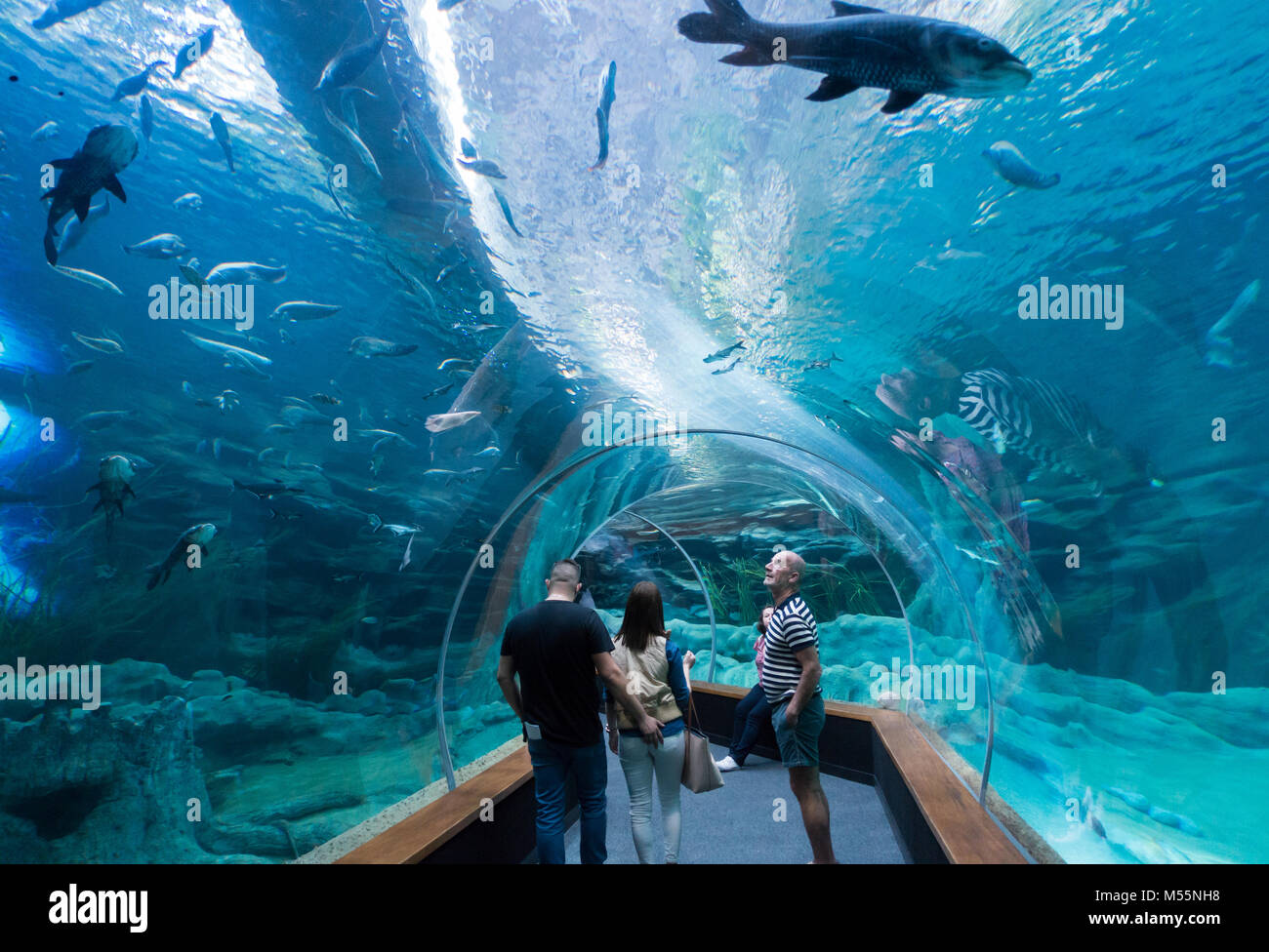 Las Palmas, Gran Canaria, Kanarische Inseln, Spanien. 20. Februar, 2018. Taucher feed Fische und Haie, die in der Tiefsee tank Im Poema del Mar, eine neue mehrere Millionen Pfund Aquarium. Tank der 'Deep Sea" hält 5,5 Millionen Liter Wasser und hat die größte gewölbte Fenster in die Welt: 36 Meter lang und 7,3 Meter hoch. Credit: ALAN DAWSON/Alamy leben Nachrichten Stockfoto