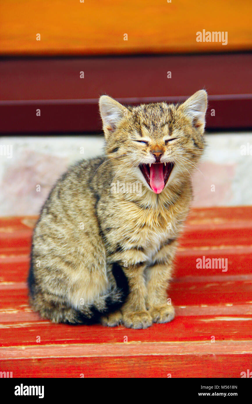 Graue Katze gähnt weit geöffneten Mund Stockfoto