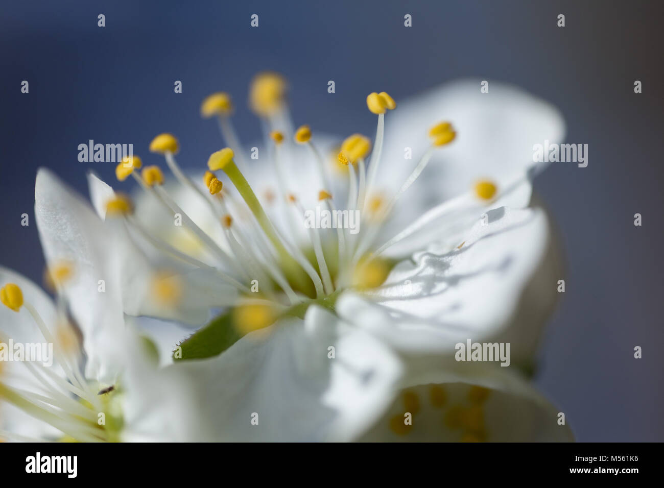 Flora, Botanik, Natur, Jahreszeit, grün, wunderschöne Pflanzen, Schönheit, Natur, Kirsche, Blüte, Blüte, Pollen, Blütenblatt, Feder, Baum, Garten, Feld, Makro Stockfoto
