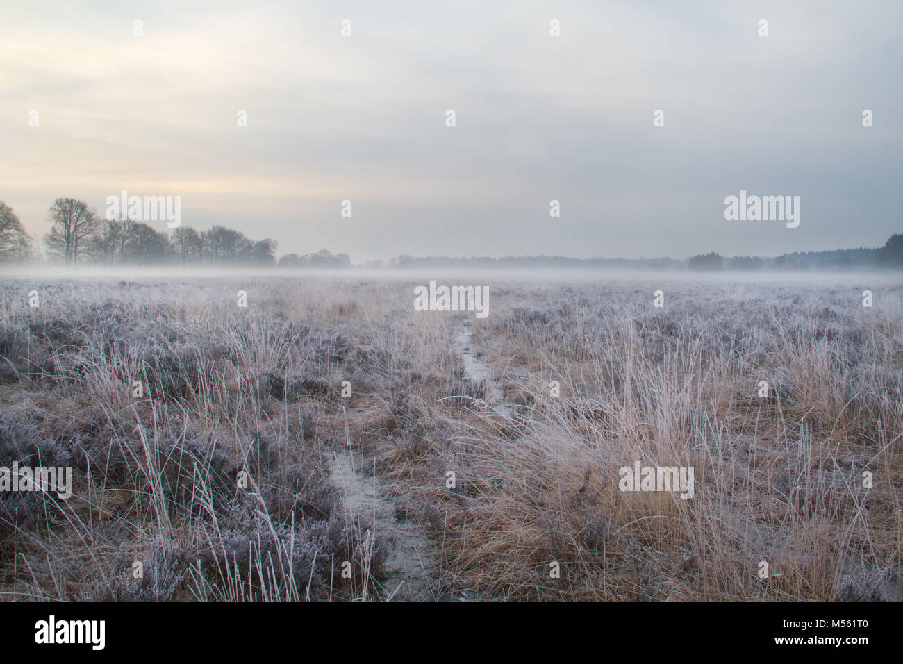 Warenkorb Track durch Heide, am frühen Morgen mit Raureif und Nebel Stockfoto