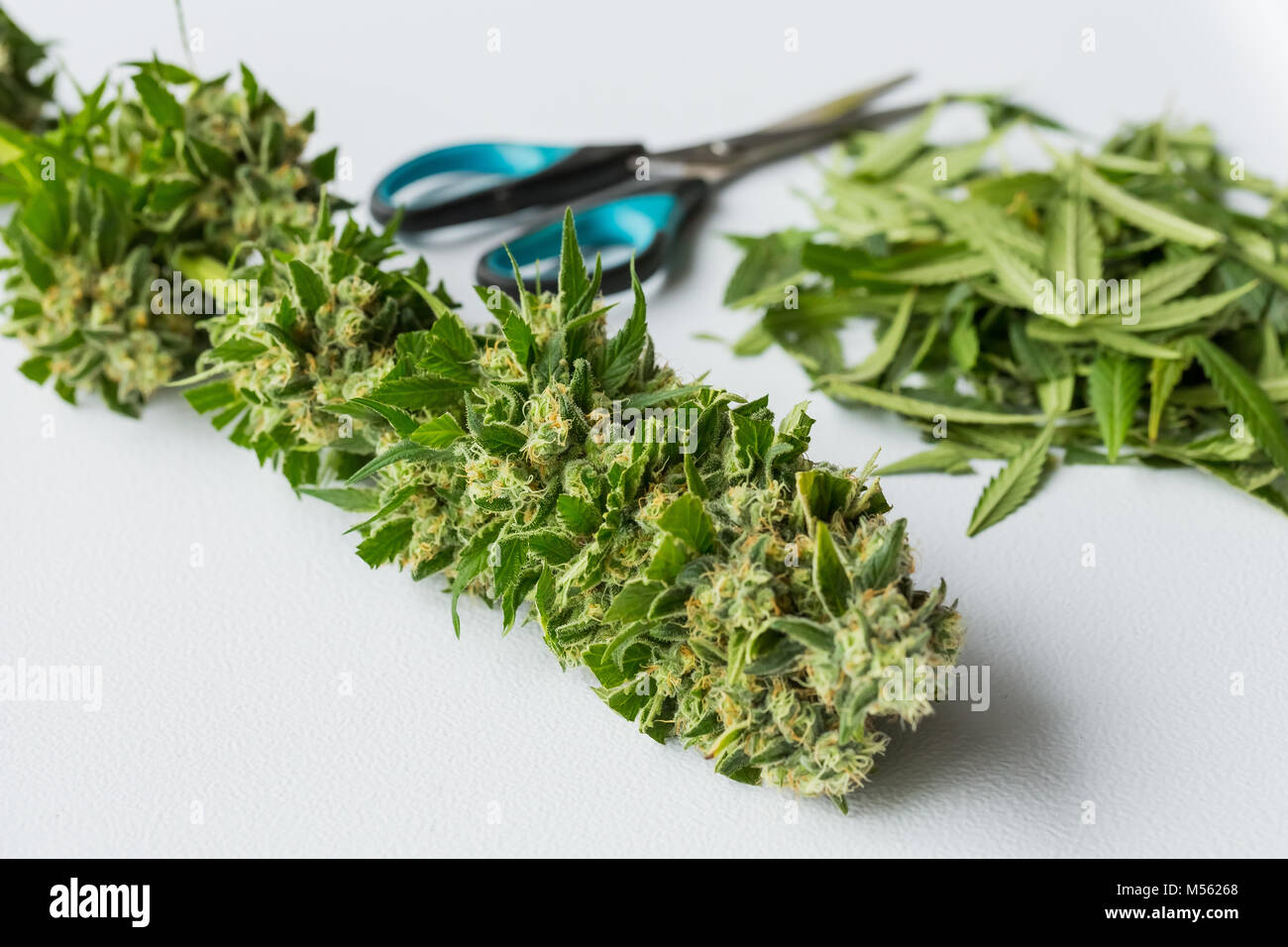 Weibliche Blute Und Blatter Des Cannabis Marihuana Pflanze Wahrend Der Ernte Und Verarbeitung Stockfotografie Alamy