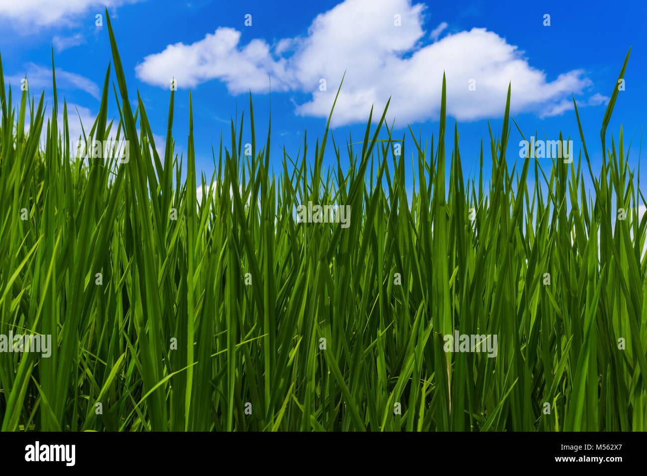 Grass und bewölktem Himmel Stockfoto