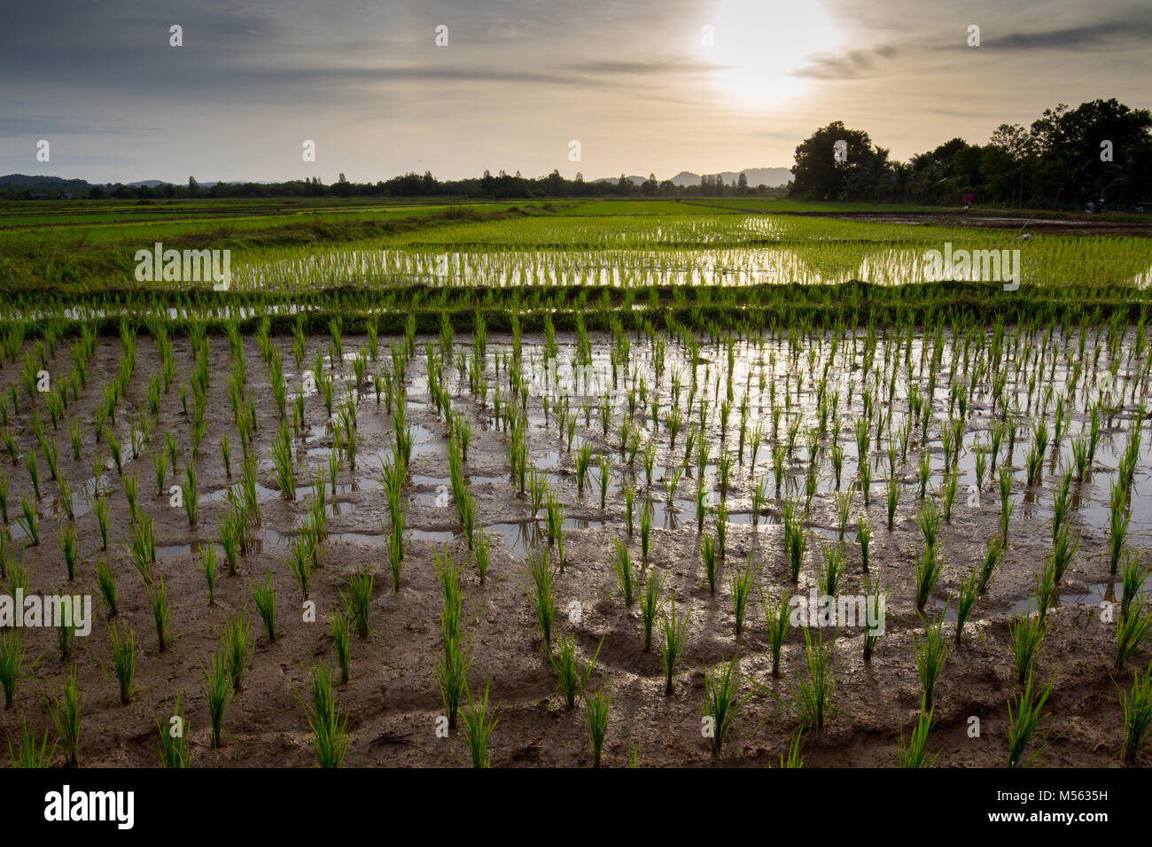 Ein Reisfeld ist in der Regel nicht das, was Sie erwarten, auf einer thailändischen Insel zu sehen, aber Koh Yao Noi ist ein wirklich besonderer Ort. Stockfoto