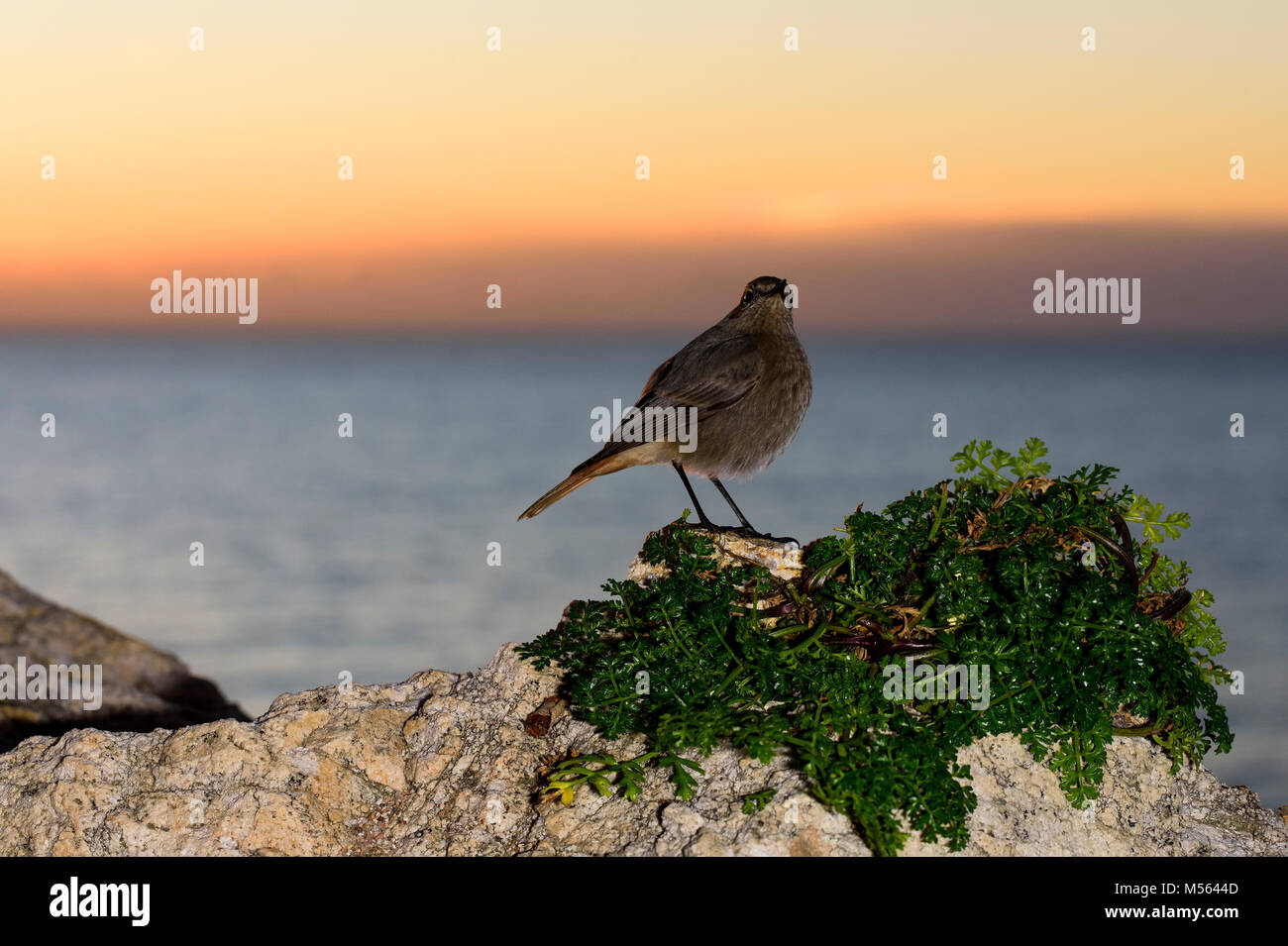 Black Redstart (Phoeninchurus ochruros) Weiblich, Sunrise, katalanischen Küste Stockfoto