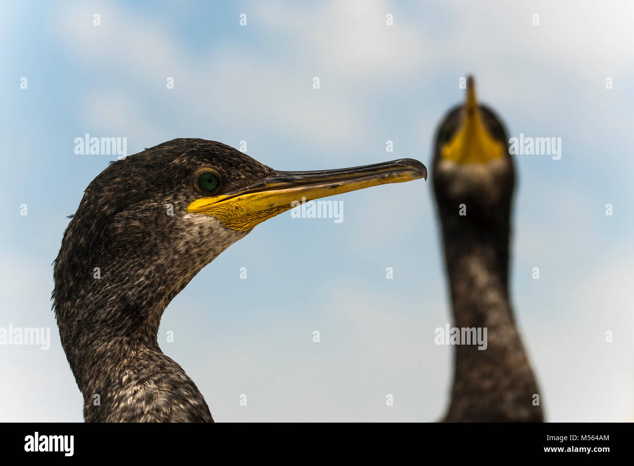 Kormorane, Krähenscharben (Phalacrocorax aristotelis) in Roca Grossa, Calella Barcelona Küste Stockfoto