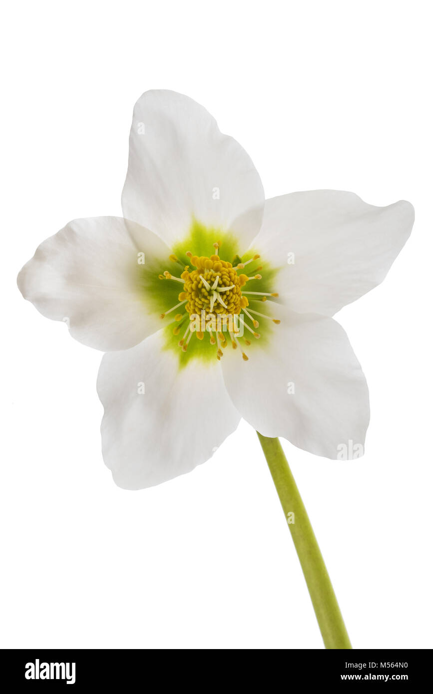 Nieswurz Blüte (Christrose) isoliert auf weiss Stockfoto