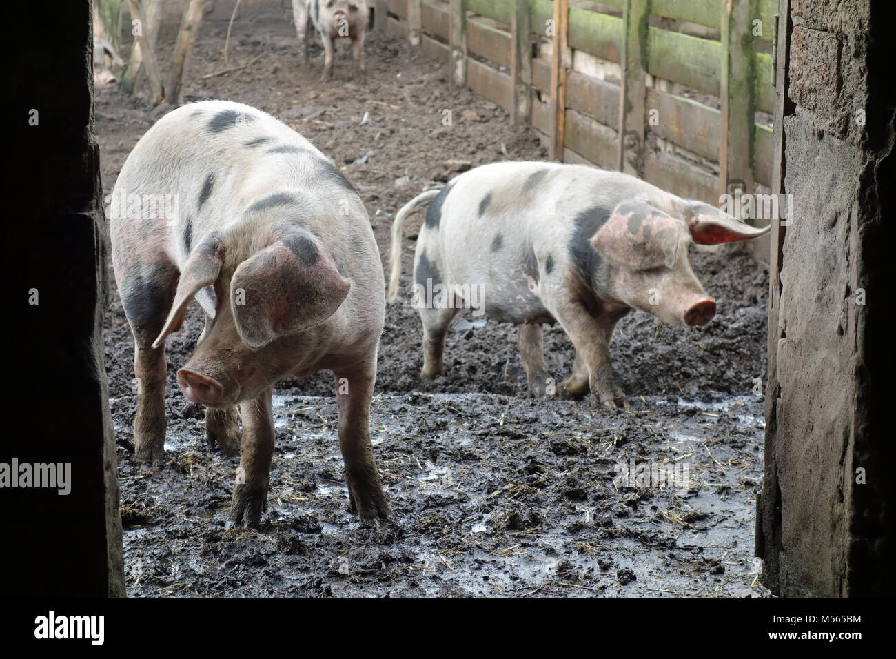 Bunte Bentheimer Schweine Stockfoto