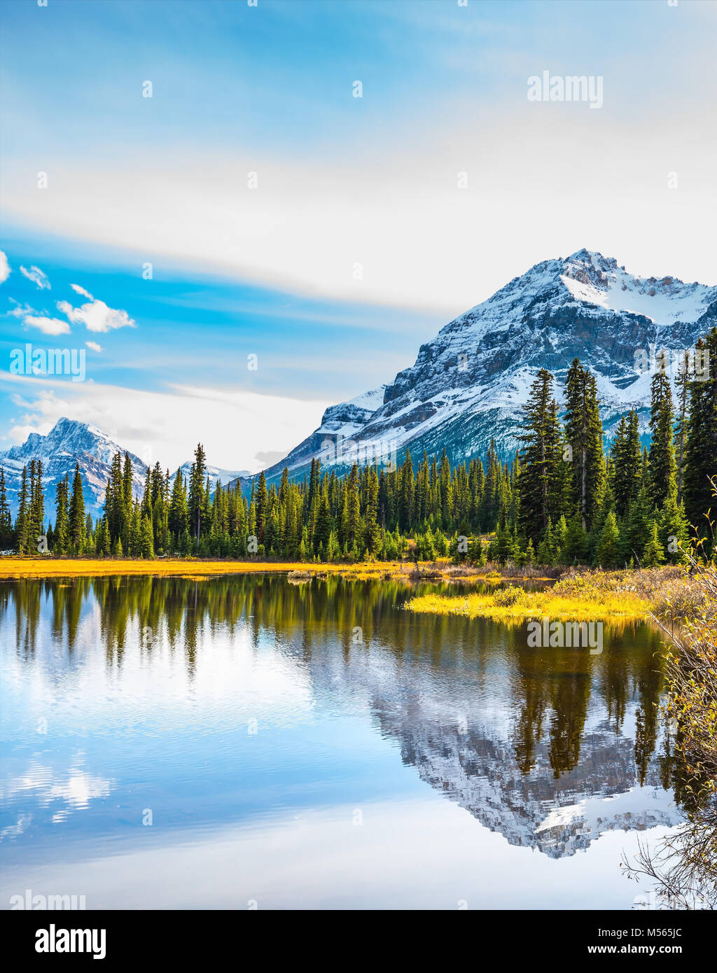 Pinien in glattem Wasser spiegelt Stockfoto