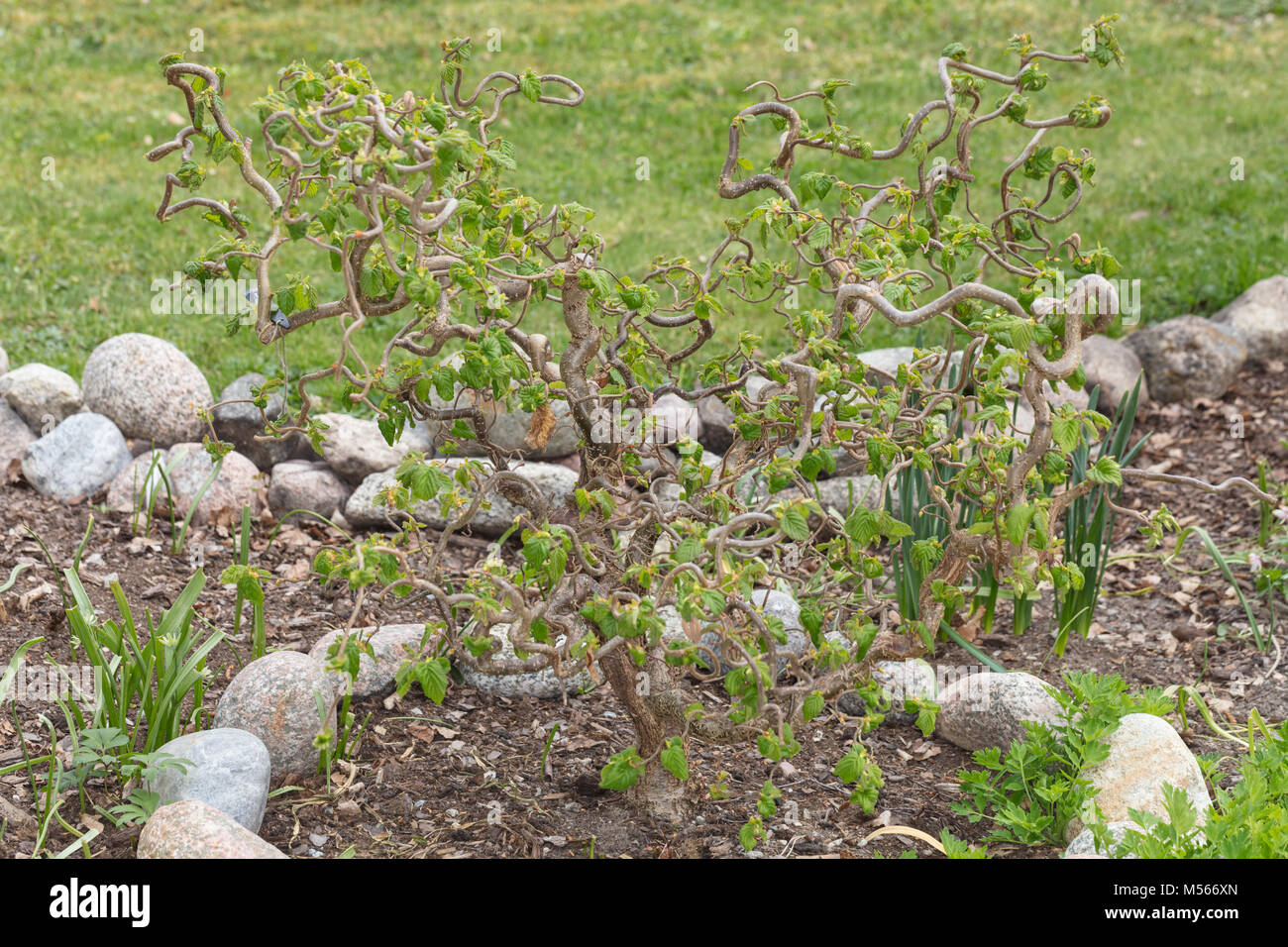 Walking Stick Harry Lauder, Ormhassel (Corylus avellana contorta