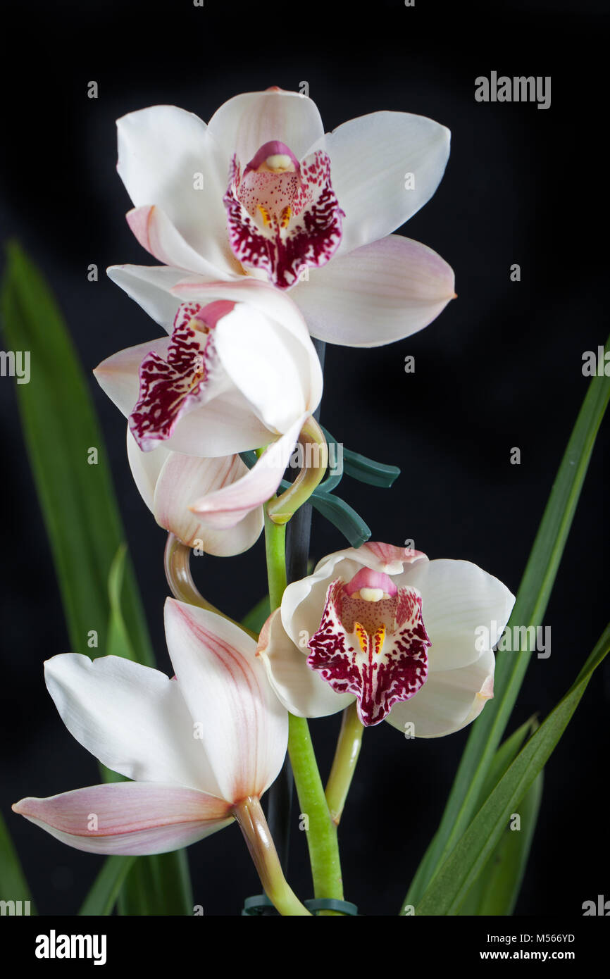 Boot Orchidee, cymbidie (Orchidaceae) Stockfoto