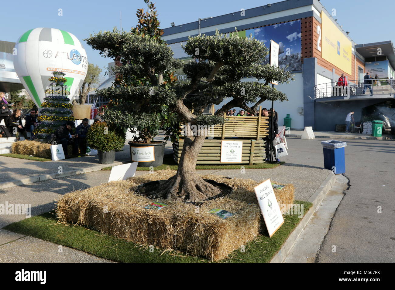 Olive Tree von Heuballen während einer Messe in der Stadt Thessaloniki liegt im Norden Griechenlands. Stockfoto