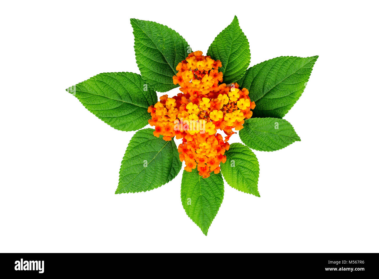 Lantana Blüten und Blätter auf dem weißen Hintergrund. Für die Karte zu erstellen. Stockfoto