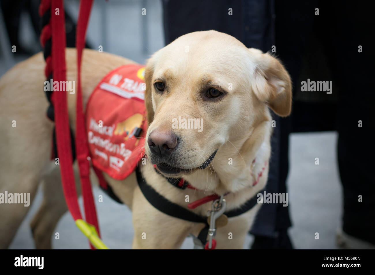 Labrador Hund in Ausbildung bei pet-Therapie Awareness Event an der Middlesex University, London Stockfoto