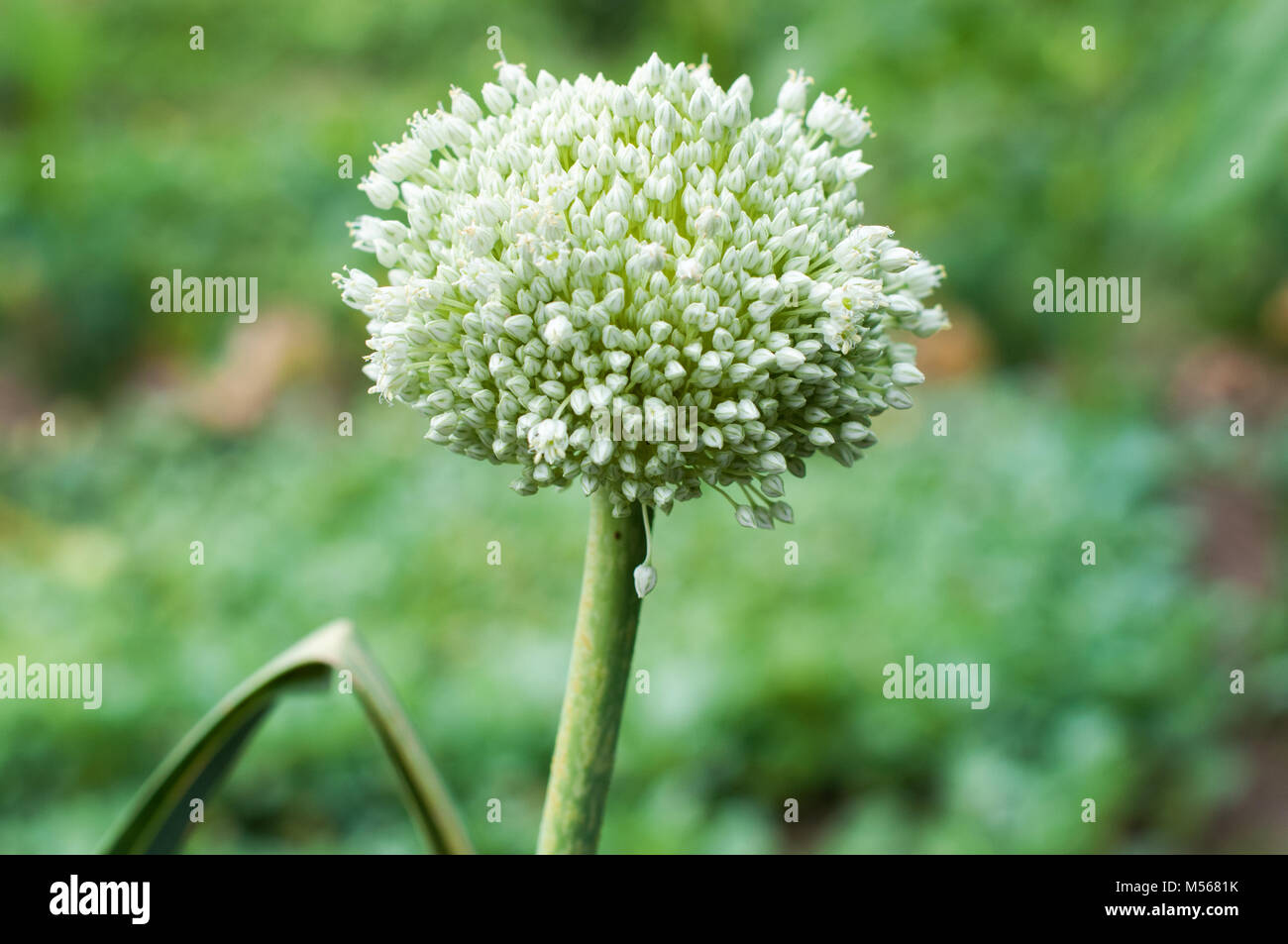 Teil der Zwiebel Pflanze und Blüte in einem Garten Stockfoto