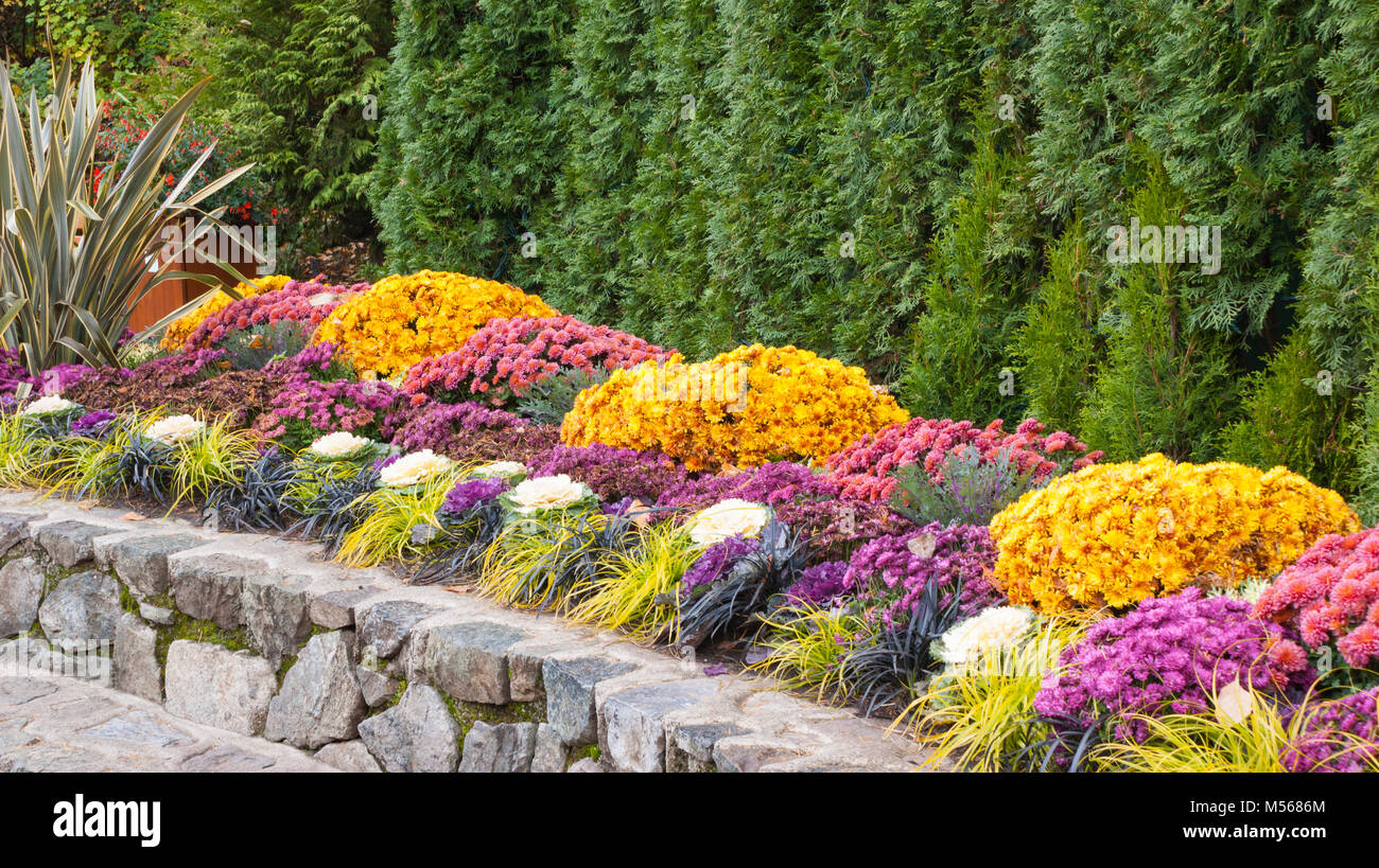 Eine formale fallen Garten Grenze hinter eine kurze, gebogene Mauer aus Stein, Wiederholen, Gold und Rosa Mamas, lila Astern, Violett und Weiß Grünkohl und niedrige Gräser Stockfoto