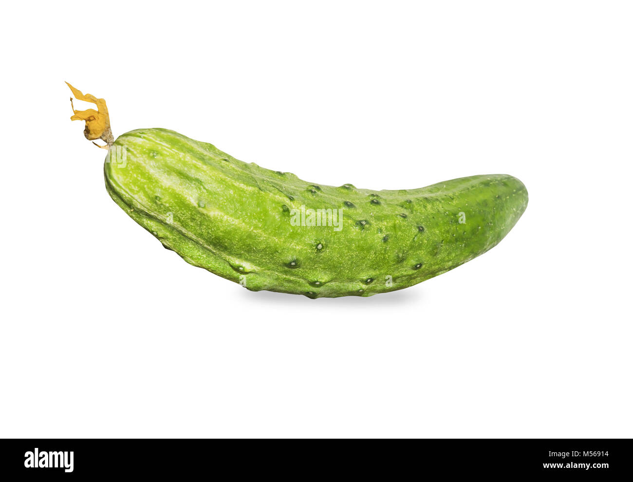 Frische, grüne Gurke mit gelben Blumen über Weiß isoliert Stockfoto