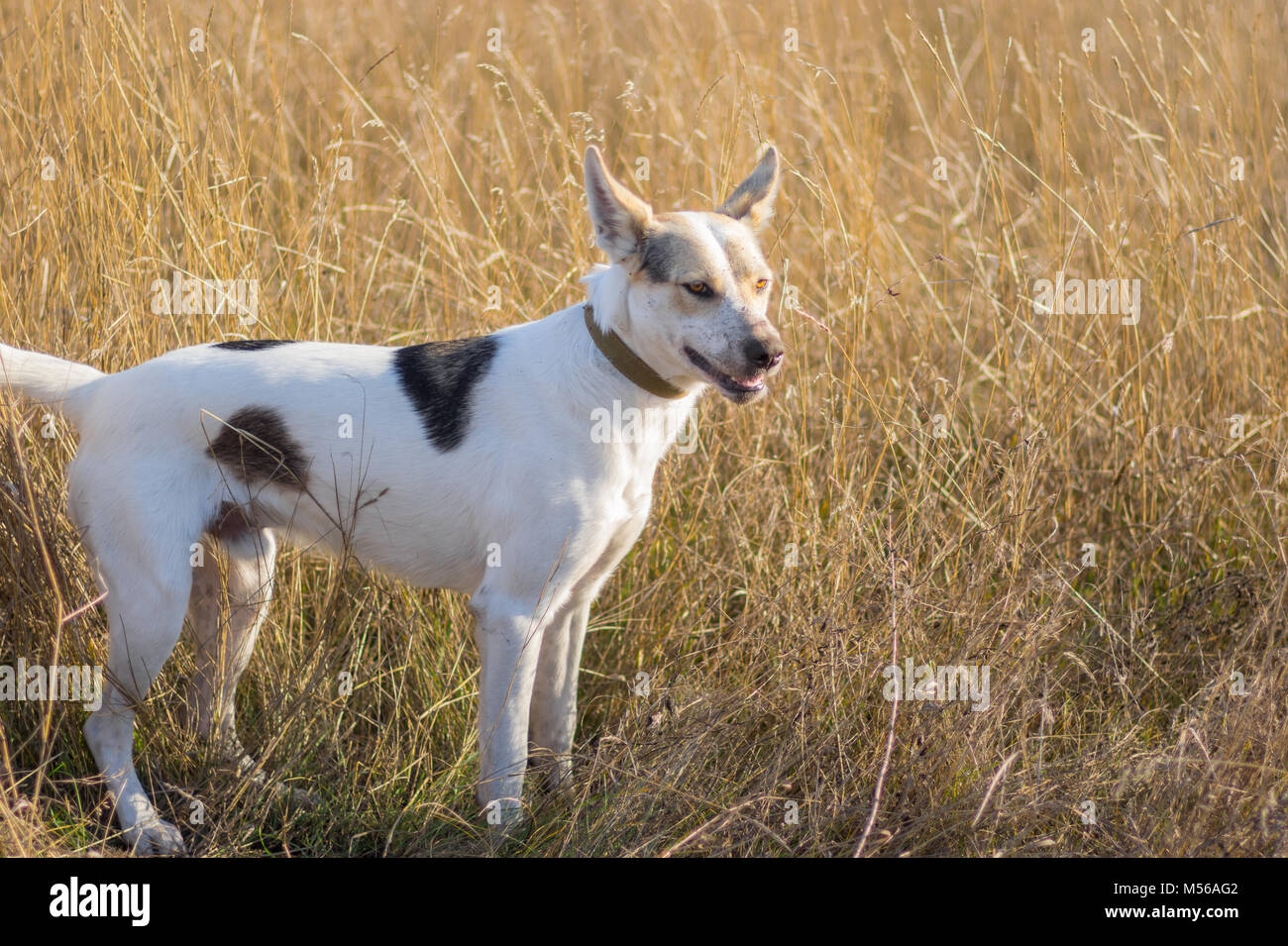 Portrait von weissen Kreuz - Rasse Hund mit schmutzigen Schnauze posiert in der Wiese bei der Jagd auf einen Fuchs Stockfoto