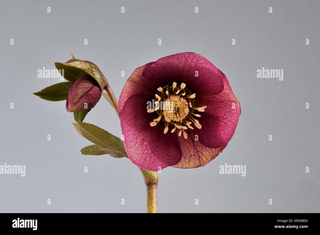 In der Nähe von Burgund nieswurz mit offenen Blüte und geschlossene Knospe und Blätter gegen einen hellgrauen Hintergrund Stockfoto