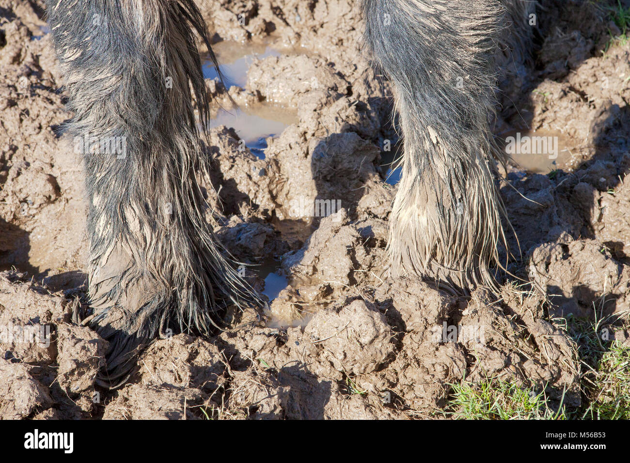 Pferd Im Schlamm Stehen Stockfotos Und Bilder Kaufen Alamy