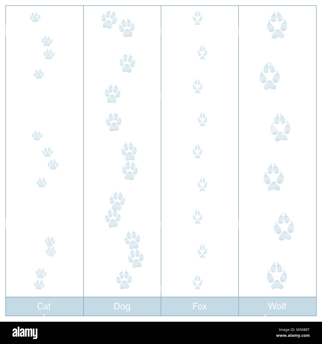 Titel von Hund, Katze, Fuchs und Wolf. Carnivore Pfotenabdrücke im Schnee zu vergleichen - Abbildung auf weißen Hintergrund. Stockfoto