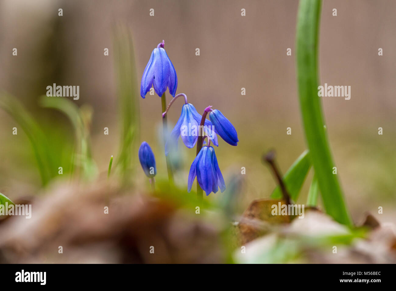 Bluebells im Frühjahr Wald Stockfoto