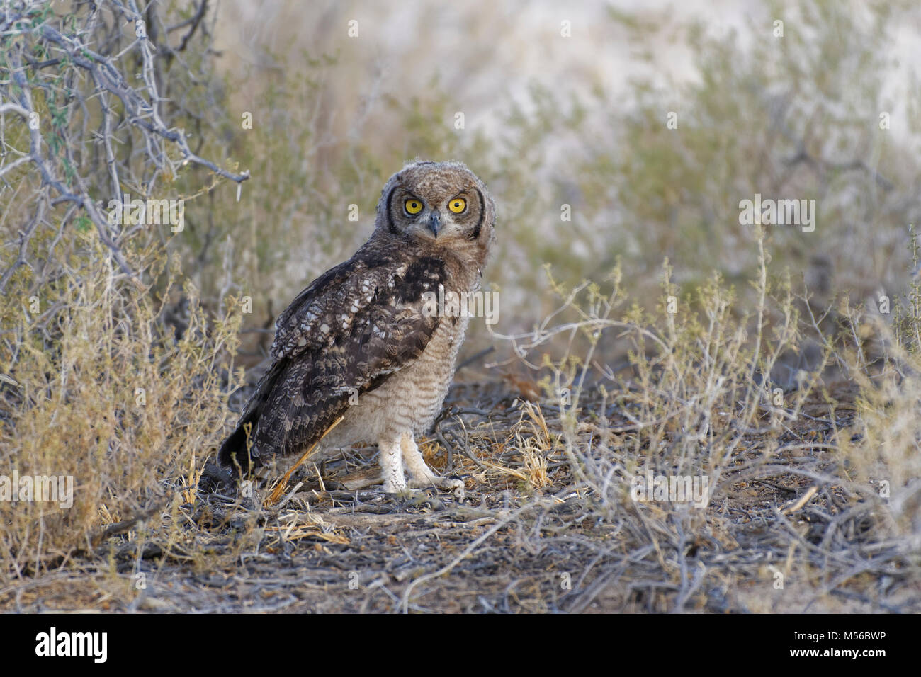 Gefleckte Uhu (Bubo africanus), jungen Vogel auf dem Boden auf der Suche nach Beute, Kgalagadi Transfrontier Park, Northern Cape, Südafrika, Afrika Stockfoto