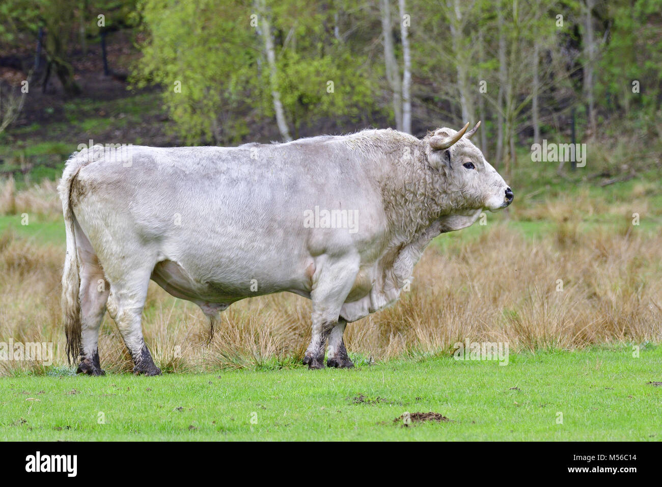 White park cattle -Fotos und -Bildmaterial in hoher Auflösung – Alamy