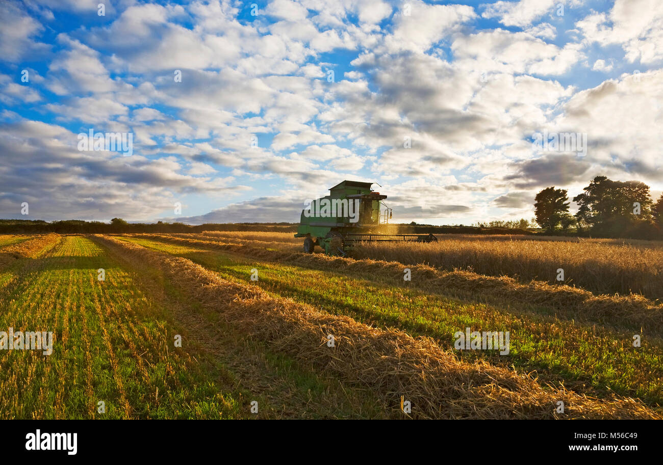 Mähdrescher im Bereich der Hafer, Kilmacthomas, Grafschaft Waterford, Irland Stockfoto