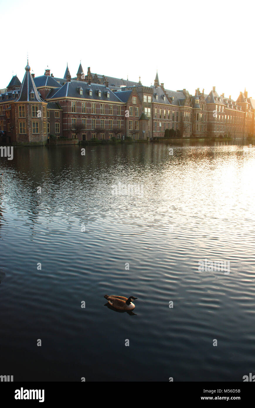 Eine Ente schwimmt im See Hofvijver und Binennhof im Hintergrund Stockfoto